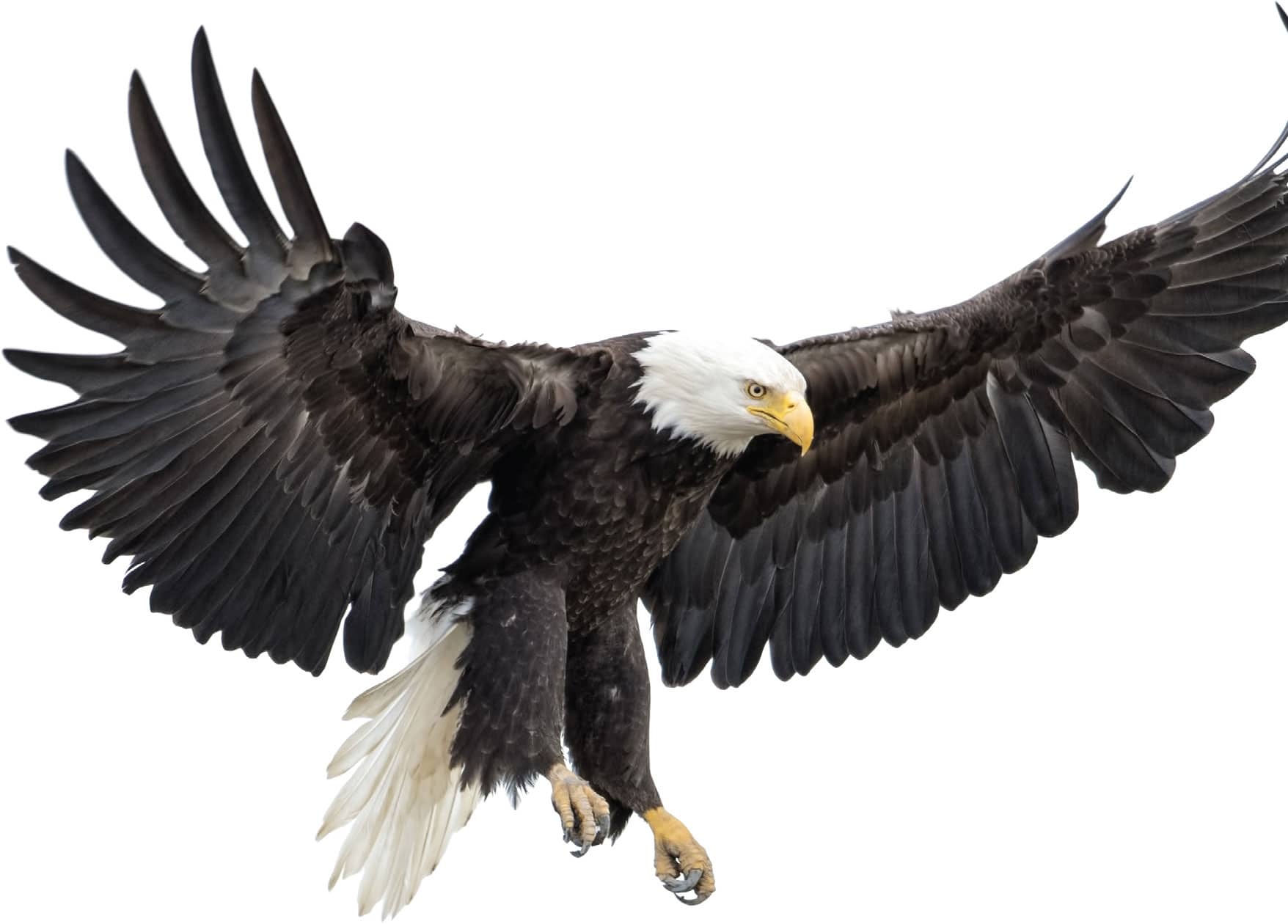 ARE BALD EAGLES GOOD WITH THEIR HANDS WHAT DO WE KNOW Well we know they - photo 12