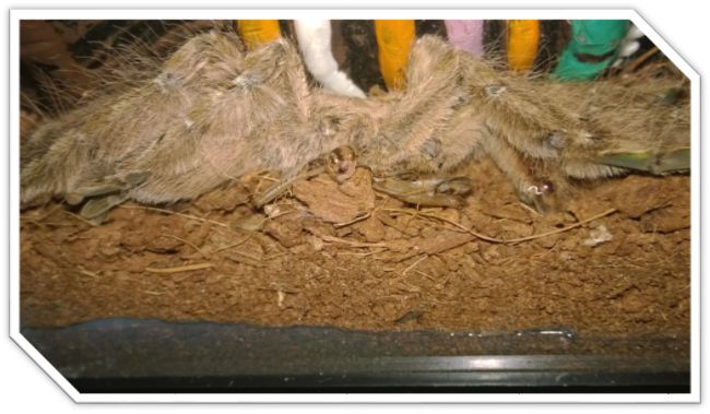 II Am I Ready For A Pet Tarantula Debating over whether or not to purchase - photo 2