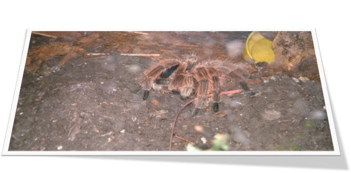 III Why Tarantulas Make Great Pets The 10 most common pets would be Dogs - photo 3