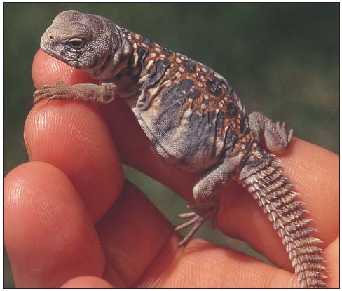 This baby uromastyx lizard though small and cute is likely beyond the care - photo 5