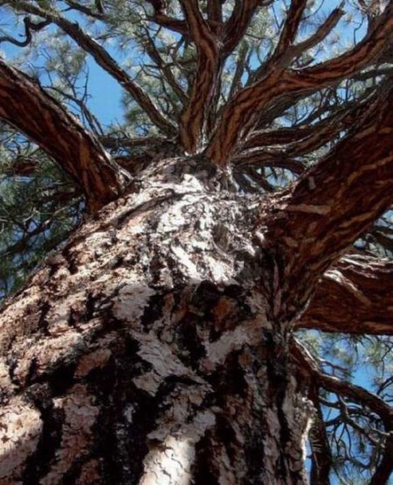 Keepers of the Trees A GUIDE TO RE-GREENING NORTH AMERICA ANN LINNEA - photo 1