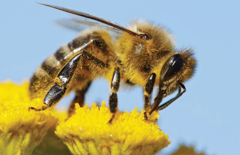 A worker bee gathers sweet nectar and dusty pollen from a yellow flower As the - photo 5