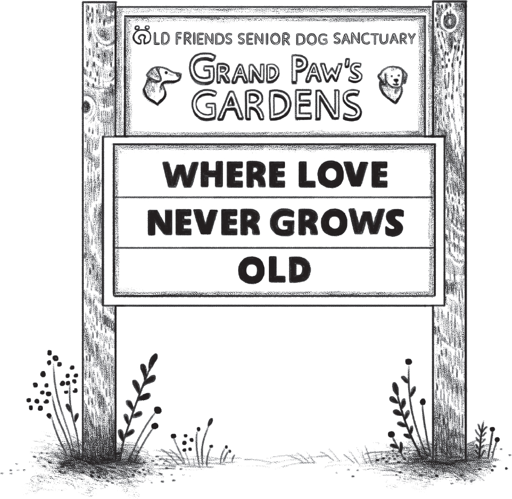 Step inside the Old Friends Senior Dog Sanctuary and youll meet all kinds of - photo 2