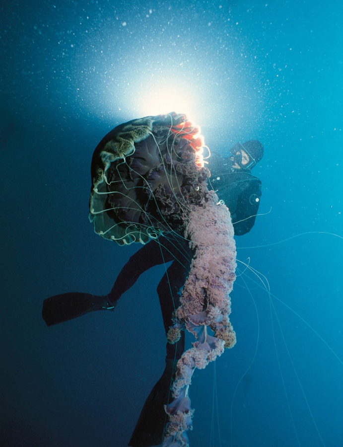 INTRODUCTION Thriving Living Fossils Jellyfish jellies medusae quallen and - photo 4