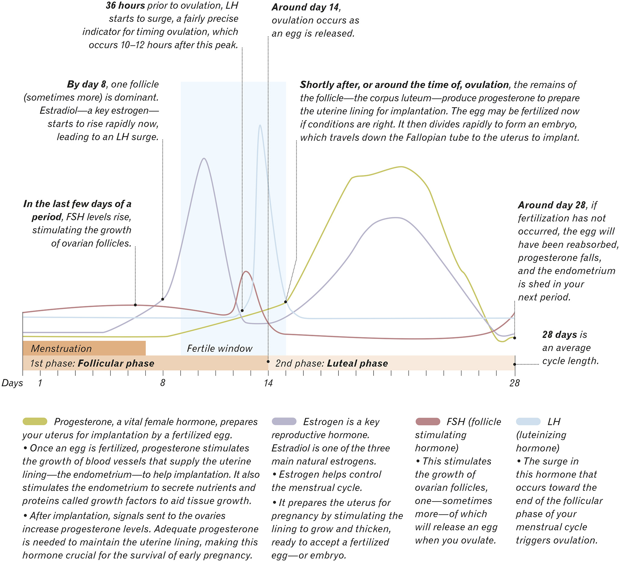 Your menstrual cycle hormones and fertile window Your cycle comprises two - photo 6