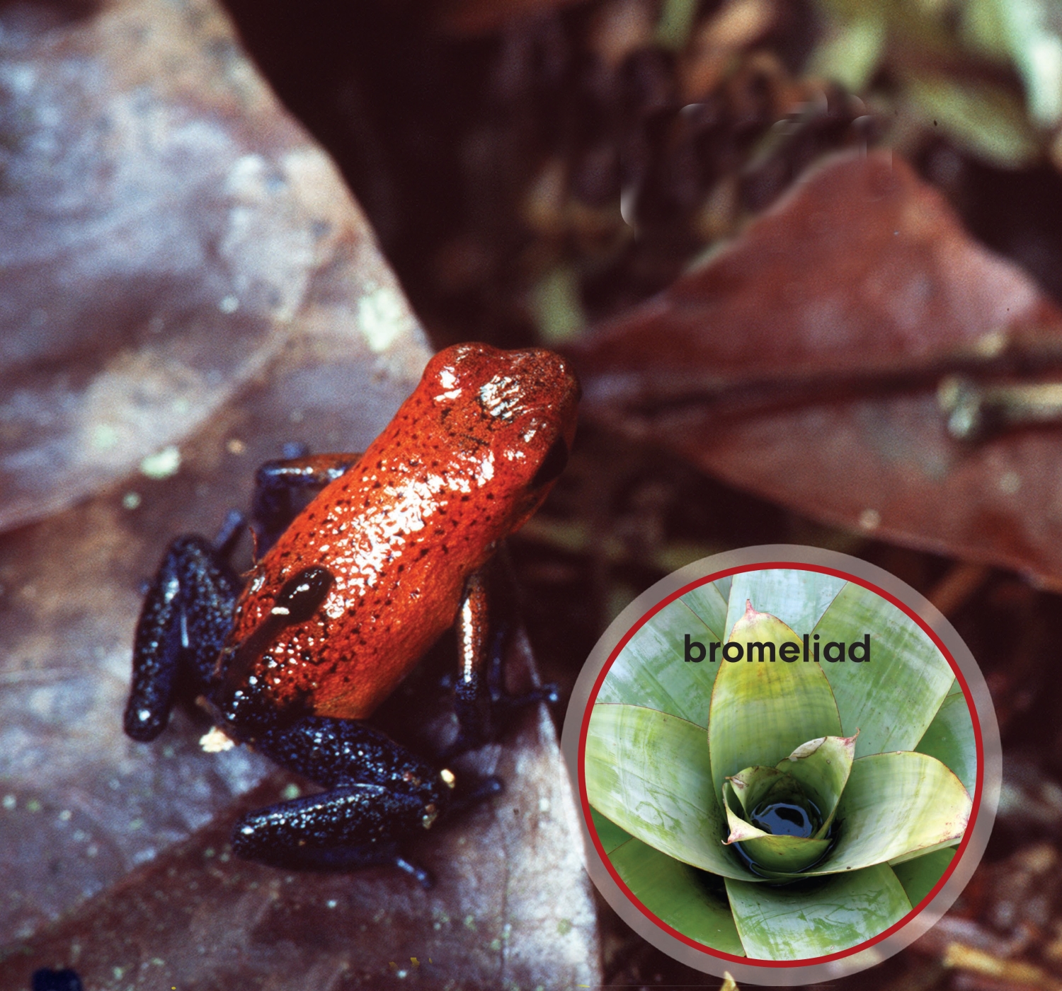 This strawberry poison frog is carrying a tadpole on its back PIGGYBACK - photo 5