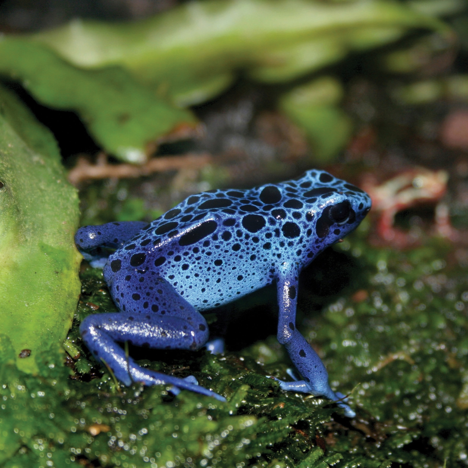 Even though the blue poison dart frog is toxic some snakes and spiders can eat - photo 7