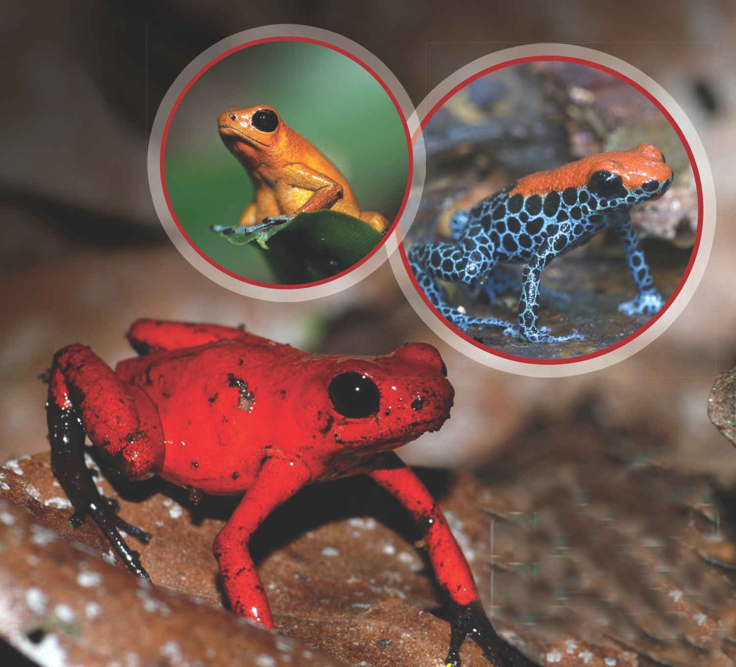 These are just a few of the many different kinds of poison frogs Poison - photo 2