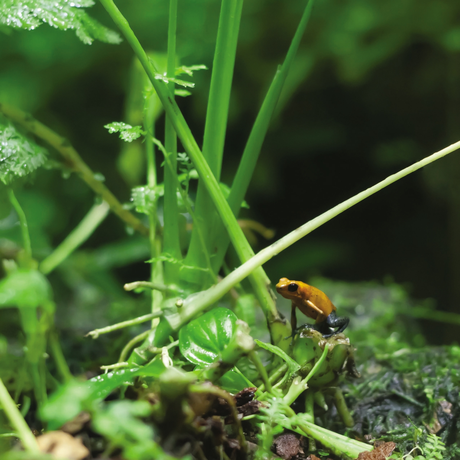 Poison frogs dont need to blend into their surroundings Their bright colors - photo 3