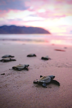 Baby turtles scuttling to the sea at Ostional Wildlife Refuge A prized - photo 12