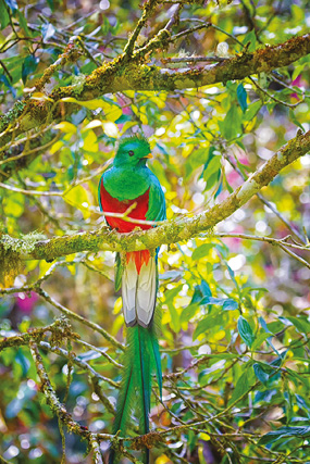 A prized snapshot of the Resplendent Quetzal taken in San Gerard de Dota - photo 13