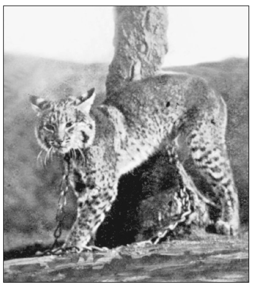 FELIS RUFUS This popular Los Gatos postcard of a captive bobcat was published - photo 5