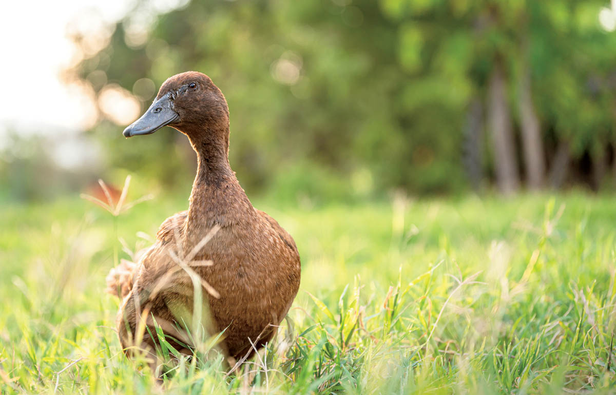 With so many duck breeds to choose from figuring out where to start can seem - photo 4