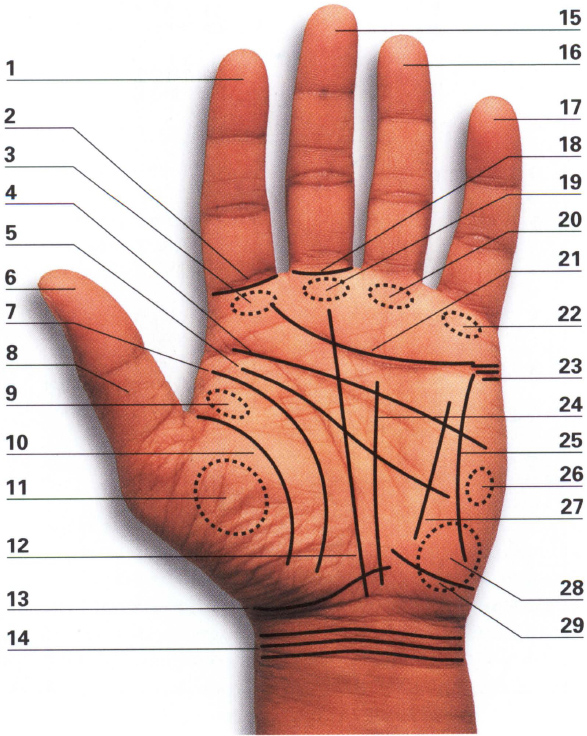 Finger of Jupiter Solomons ring Mount of Jupiter Heartline Headline Phalange of - photo 4