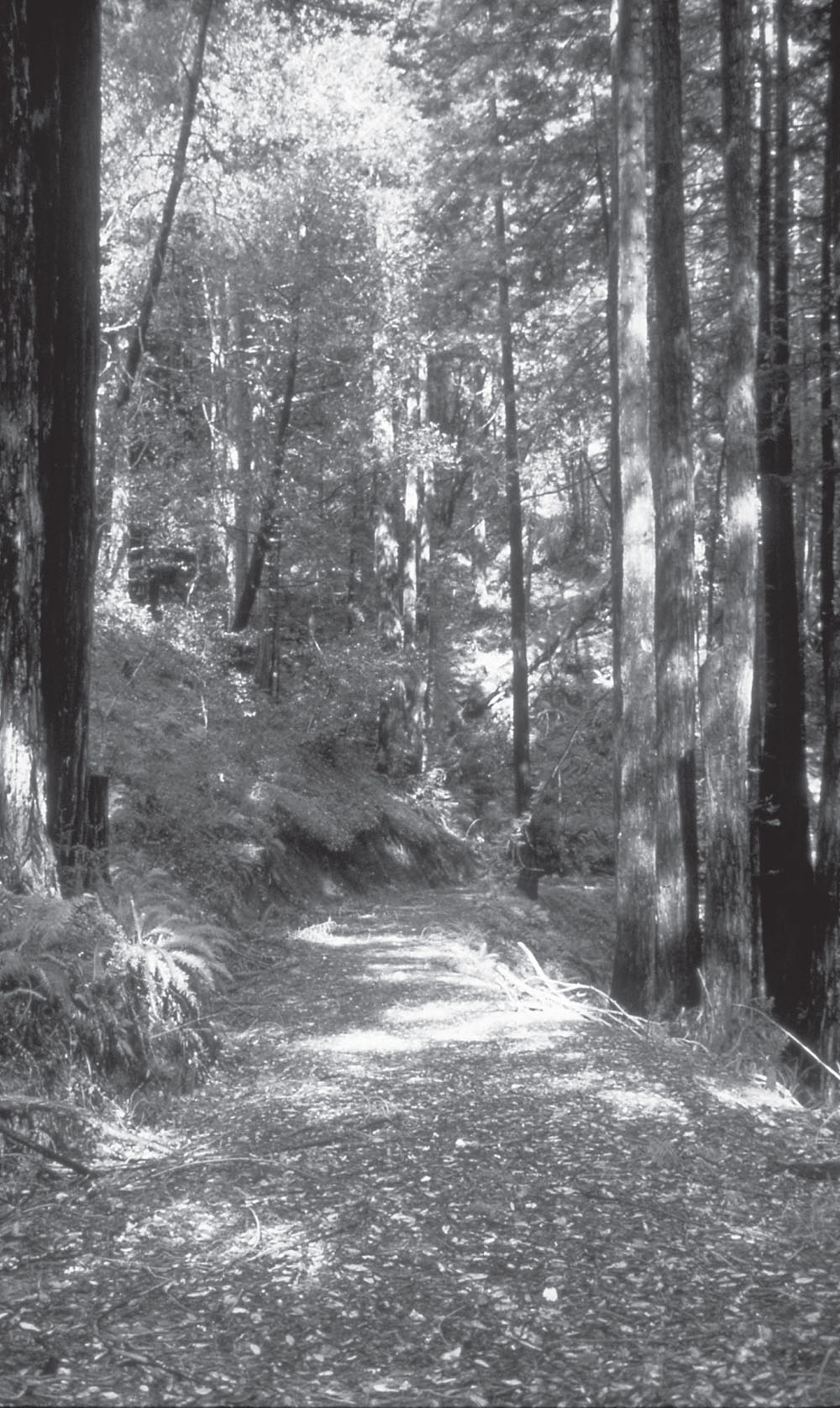 Peninsula Trails Hiking Biking Trails on the San Francisco Peninsula 1st - photo 2