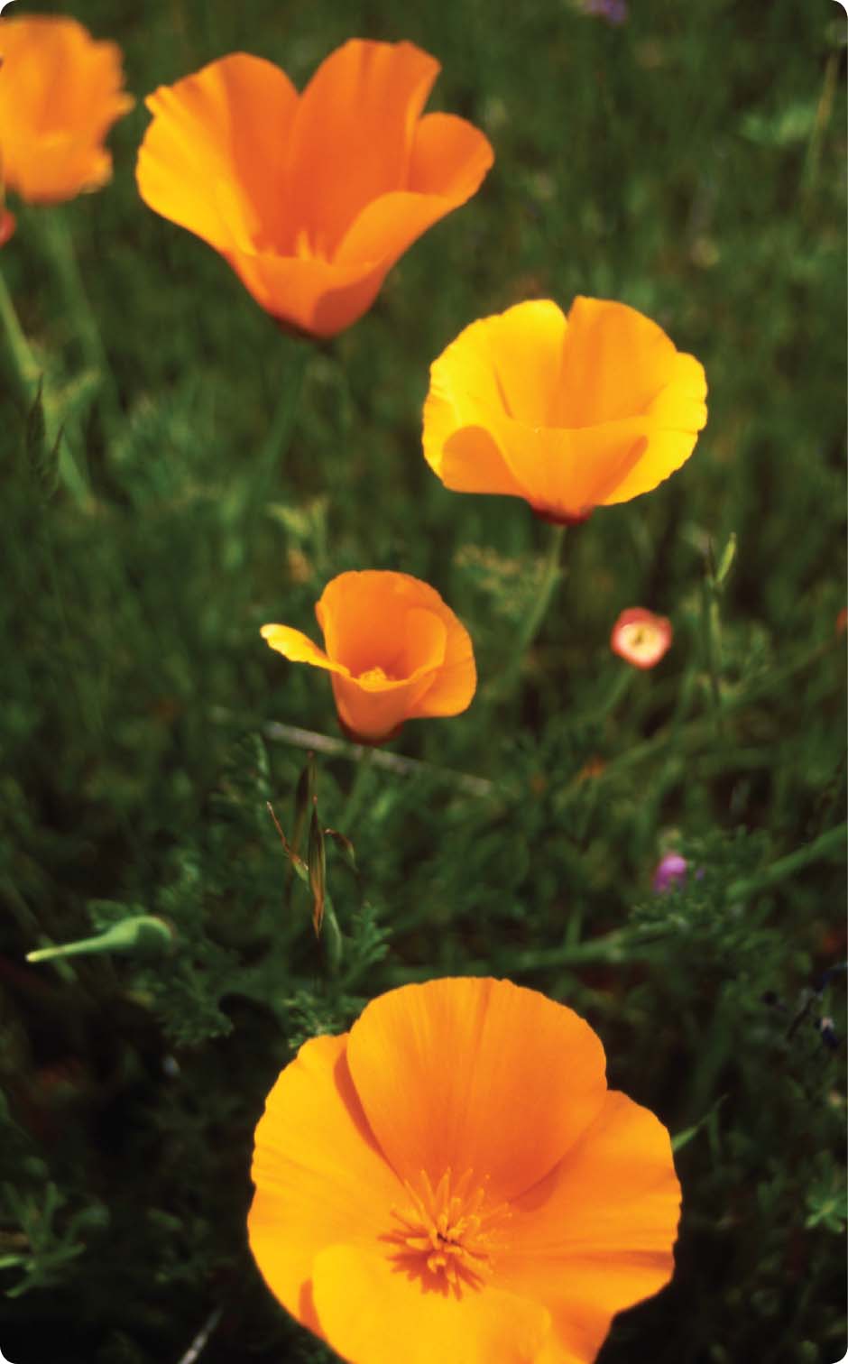 California poppies Acknowledgments T hanks go first to the innumerable - photo 5