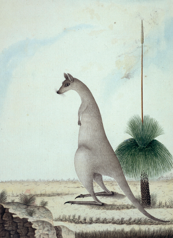 George Raper Gum-Plant and Kangooroo of New-Holland 1789 Shooting the First - photo 4