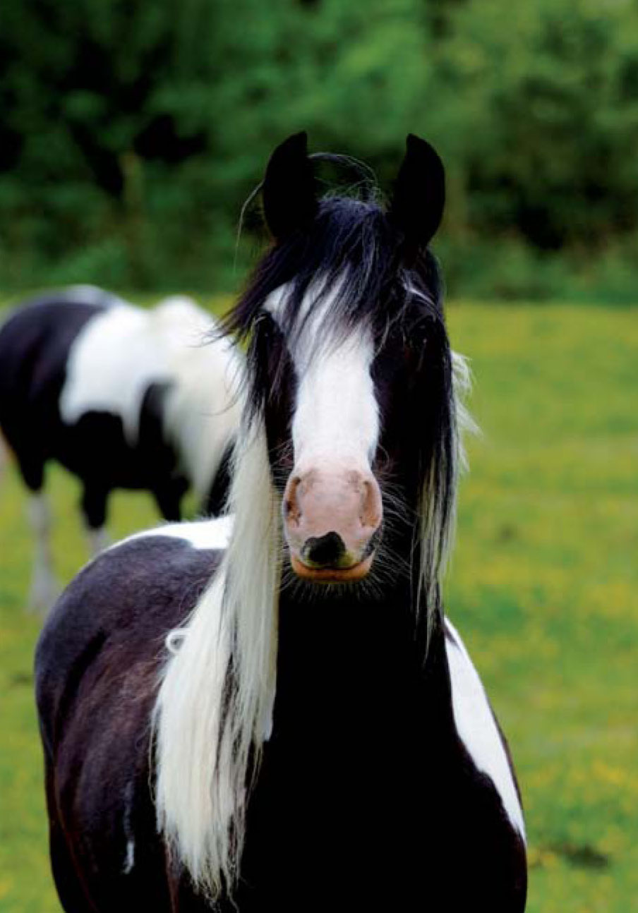 Most of my time in late teens and early twenties was spent with a horse dealer - photo 4