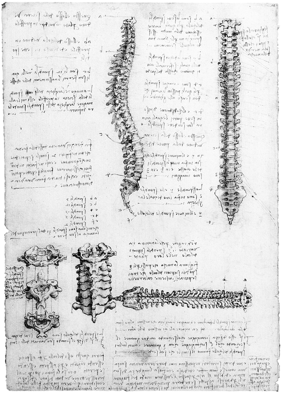 2 THE VERTEBRAL COLUMN 3 THE SKULL ANTERIOR VIEW 4 THE SKULL - photo 3