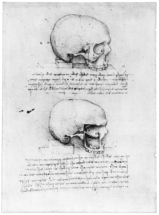 4 THE SKULL LATERAL VIEW 5 THE SKULL INTERIOR VIEW AND SAGITTAL SUTURE - photo 5