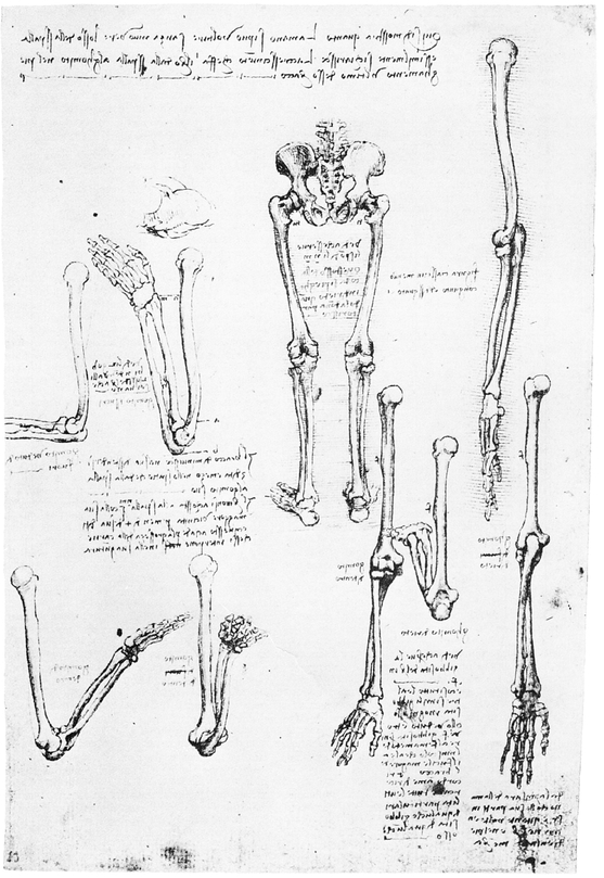 7 THE UPPER EXTREMITY 8 REPRESENTATION OF THE HAND 9 THE LOWER - photo 8