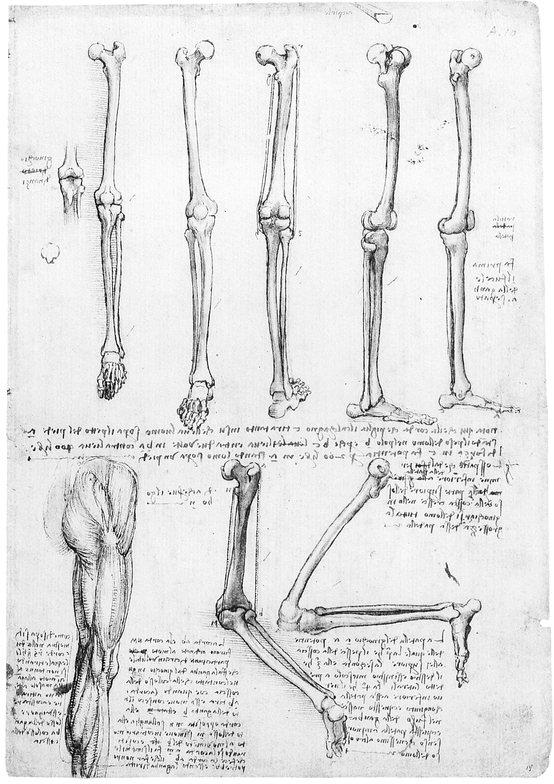 9 THE LOWER EXTREMITY 10 THE LOWER EXTREMITY 11 MYOLOGY OF TRUNK - photo 10