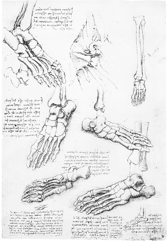 10 THE LOWER EXTREMITY 11 MYOLOGY OF TRUNK 12 MYOLOGY OF TRUNK - photo 11