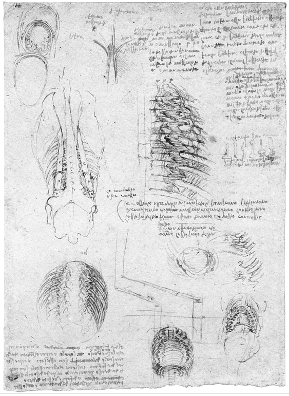 15 MYOLOGY OF TRUNK 16 MYOLOGY OF HEAD AND NECK 17 MYOLOGY OF - photo 16