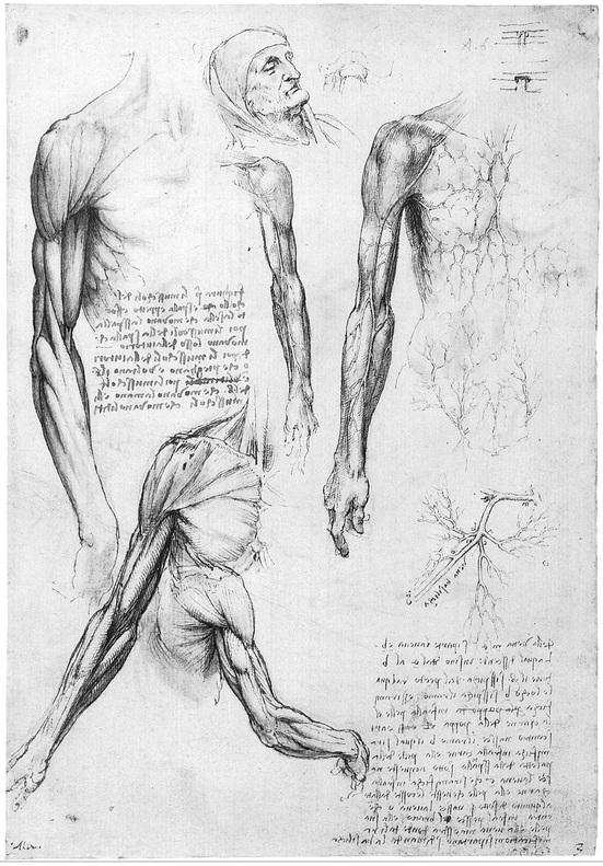 18 MYOLOGY OF SHOULDER REGION 19 MYOLOGY OF SHOULDER REGION 20 - photo 19