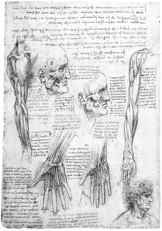 21 MYOLOGY OF UPPER EXTREMITY 22 MYOLOGY OF LOWER EXTREMITY 23 - photo 22