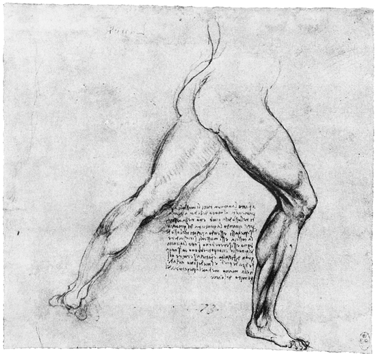 23 MYOLOGY OF LOWER EXTREMITY 24 MYOLOGY OF LOWER EXTREMITY 25 - photo 24