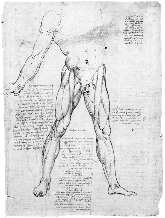 24 MYOLOGY OF LOWER EXTREMITY 25 MYOLOGY OF LOWER EXTREMITY 26 - photo 25