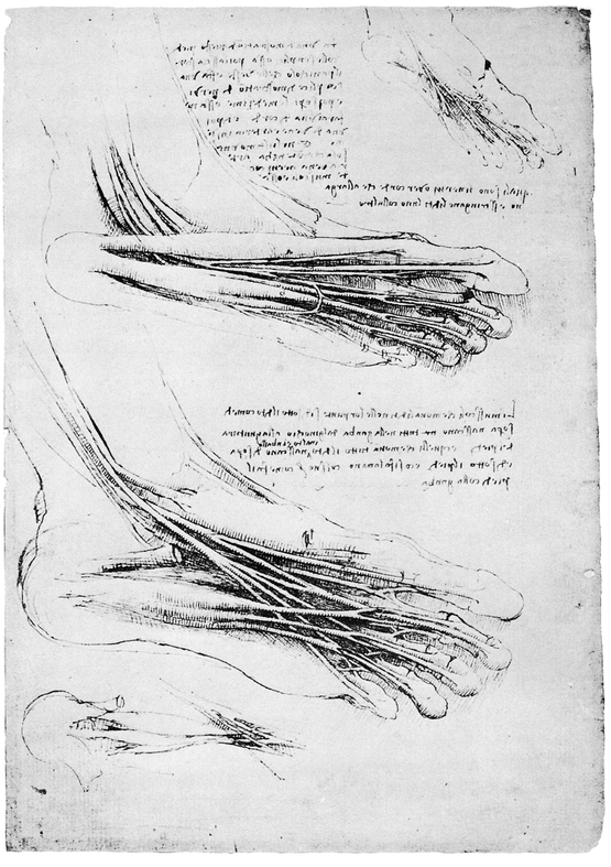 26 MYOLOGY OF LOWER EXTREMITY 27 HEART SUPERFICIAL VIEW 28 - photo 27