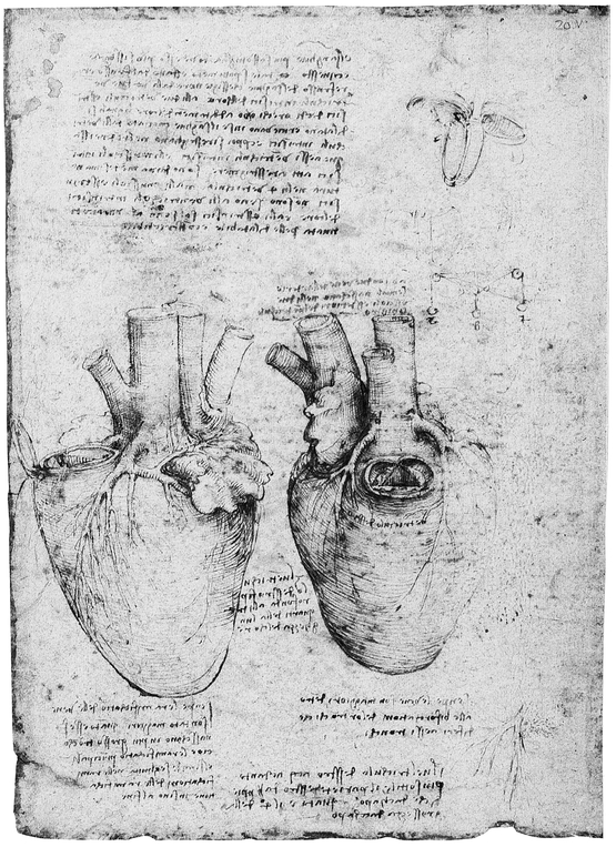 27 HEART SUPERFICIAL VIEW 28 VENTRICLES OF THE HEART 29 VENTRICLES - photo 28