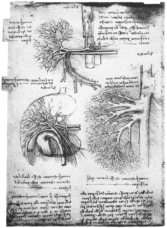 32 CARDIOVASCULAR SYSTEM 33 CARDIOVASCULAR SYSTEM 34 CARDIOVASCULAR - photo 33