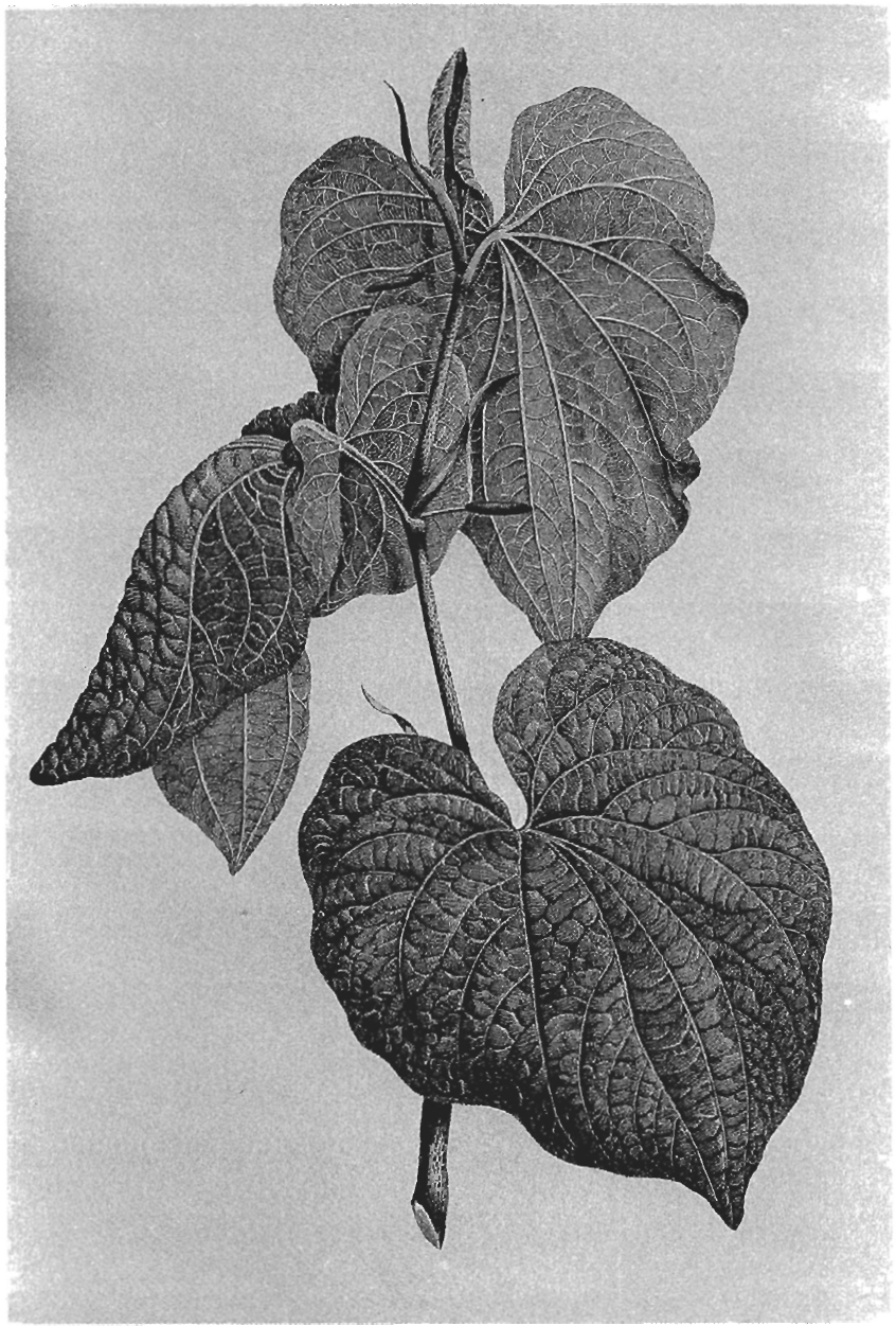 Figure 14 Piper methysticum drawn in 1769 by Sydney Parkinson the - photo 7