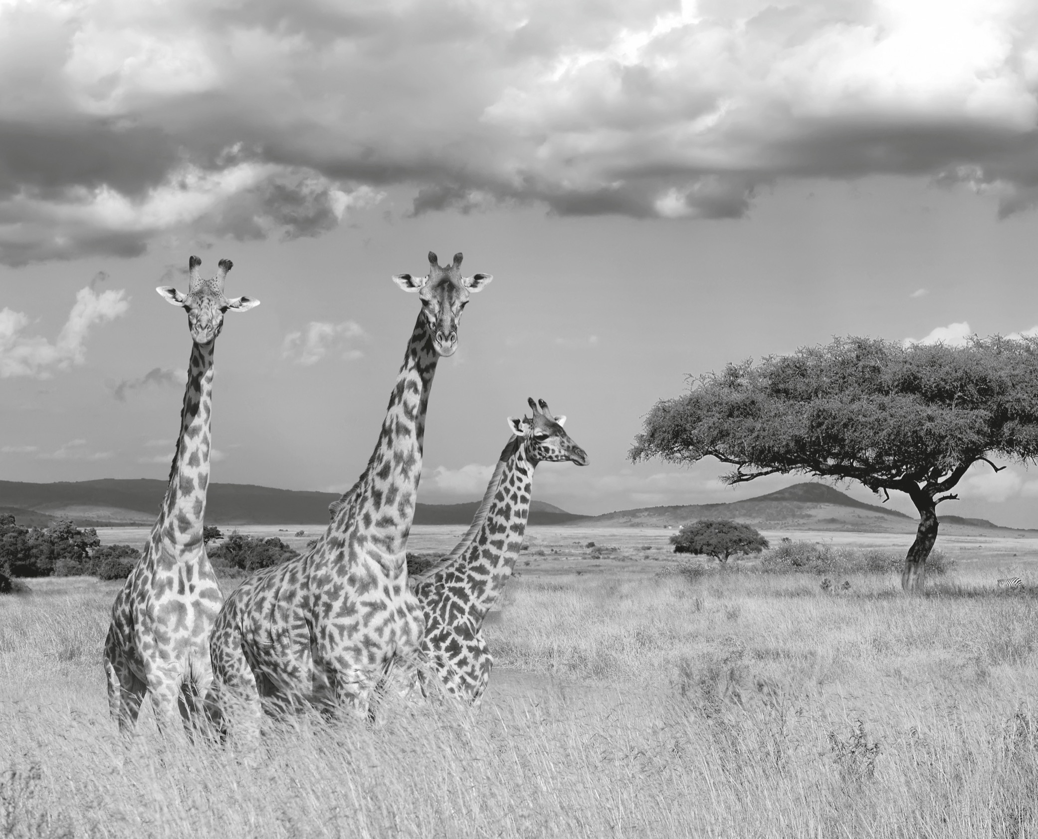 Giraffes keep a sharp lookout over the savanna Eating up High Leaves leaves - photo 7