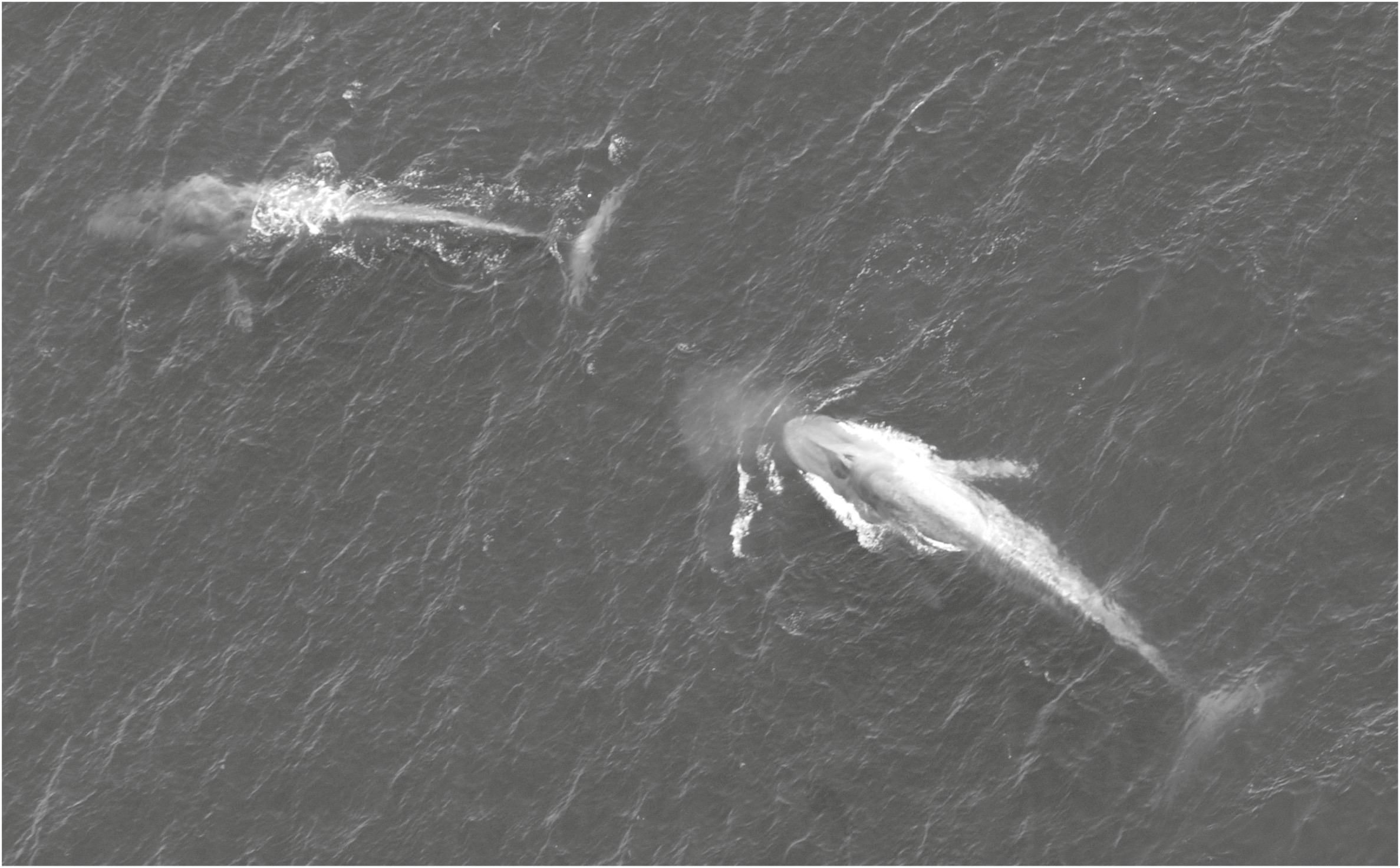 Two blue whales in the Santa Barbara Channel Pygmy blue whales are the - photo 7