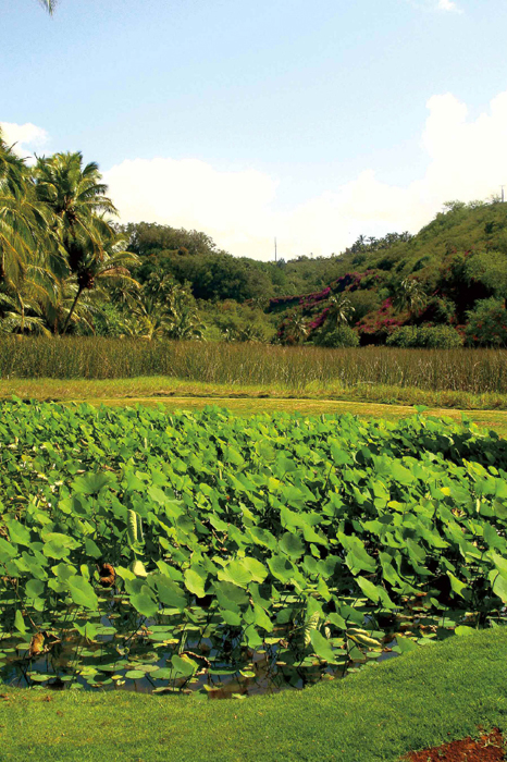 Canoe plants like these taro thrive in Hawaii INTRODUCTION N owhere else on - photo 7