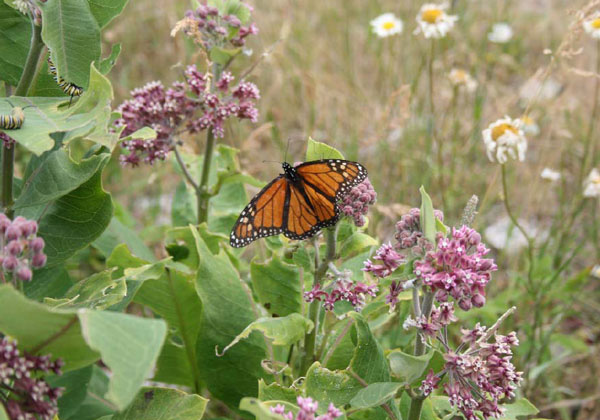 In spring the UP is awash in wildflowers Matt Girvan No matter what time - photo 6