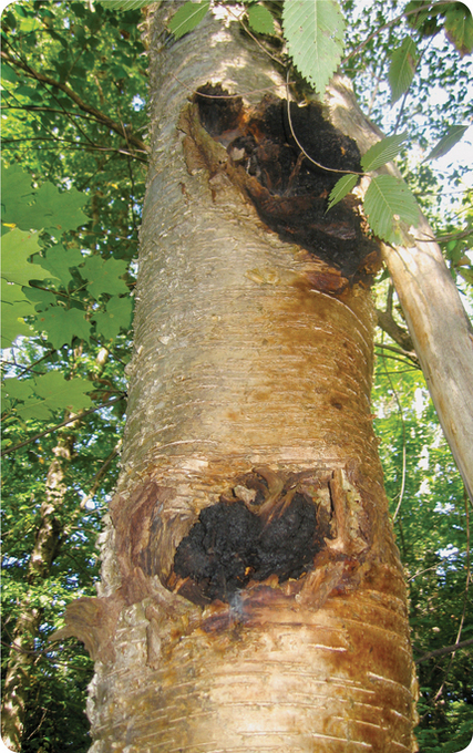 Superherb chaga An Introduction to Superherbs Let food be thy medicine and - photo 12