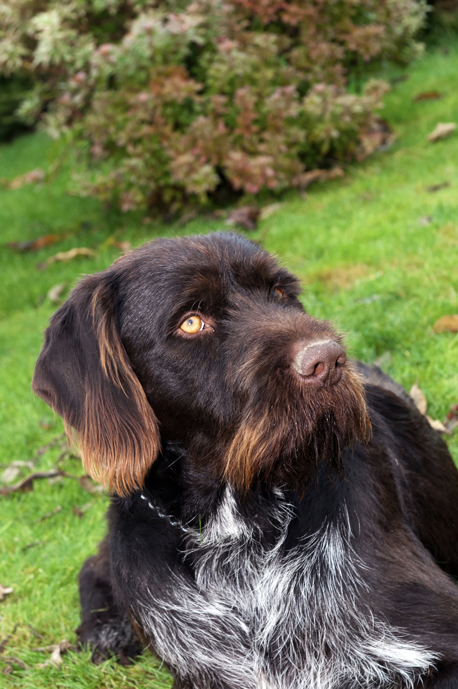 This dog is known as the 4 wheel drive of hunting dogs It is a superb - photo 6