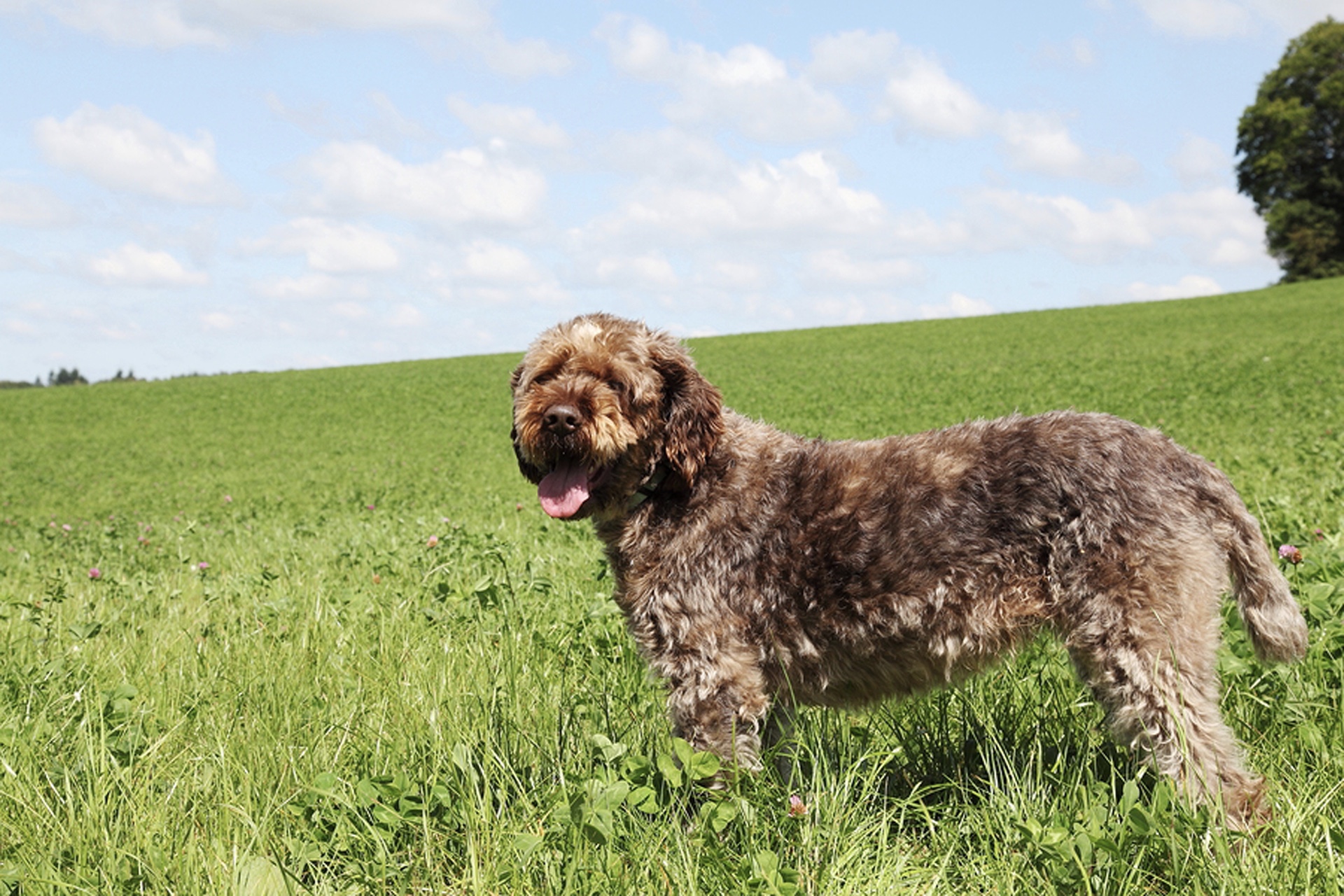 Health The Wire Haired Pointing Griffon as with other breeds of dogs can be - photo 8