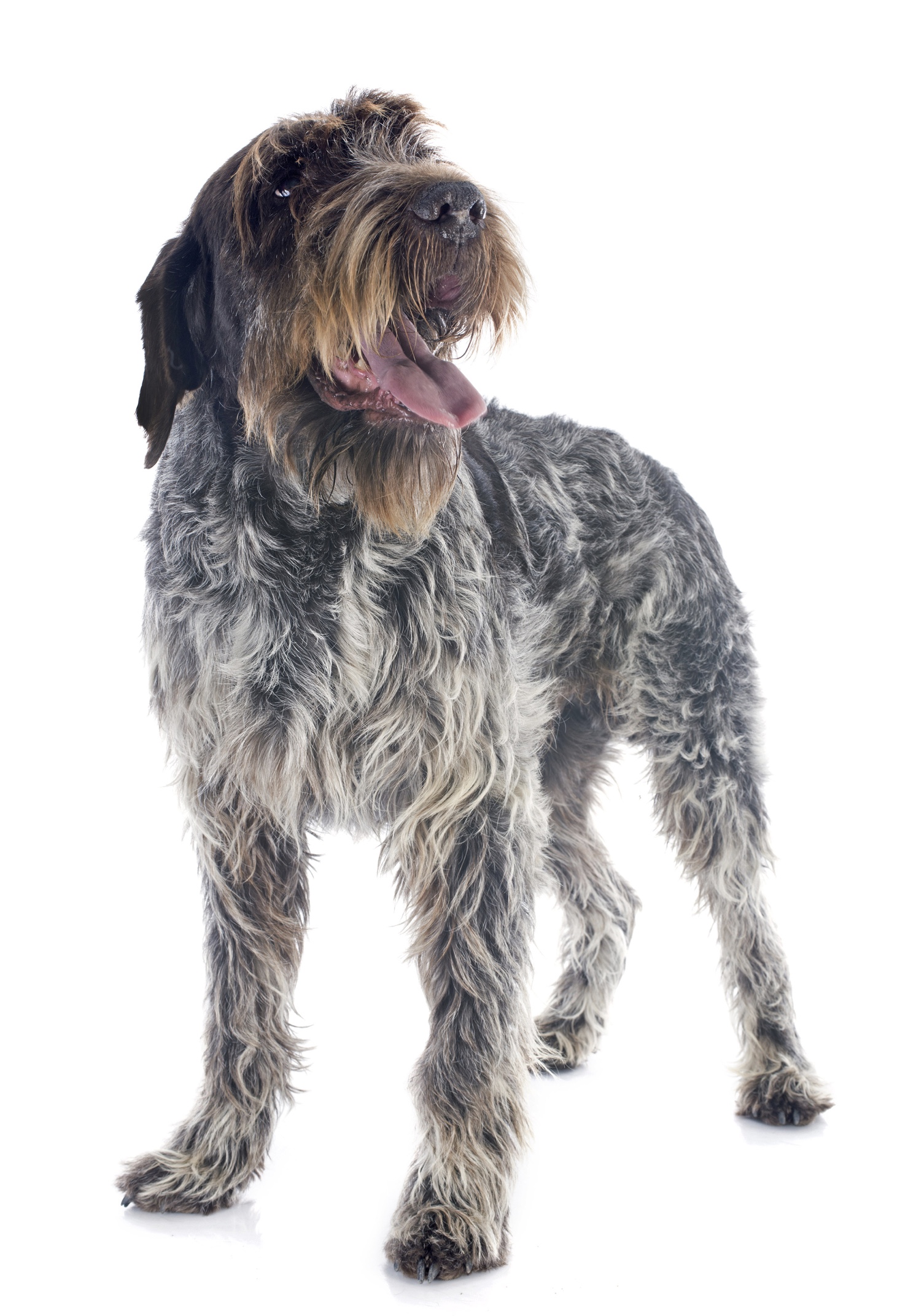 The Wire Haired Pointing Griffon is a medium sized dog They hunt birds and - photo 4