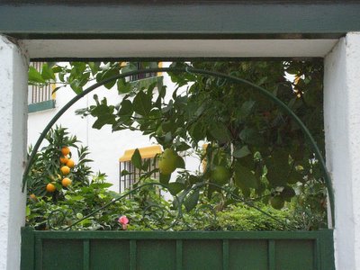 Oranges in Malaga-TorremolinosSpain Housing Malaga-Torremolinos - photo 22