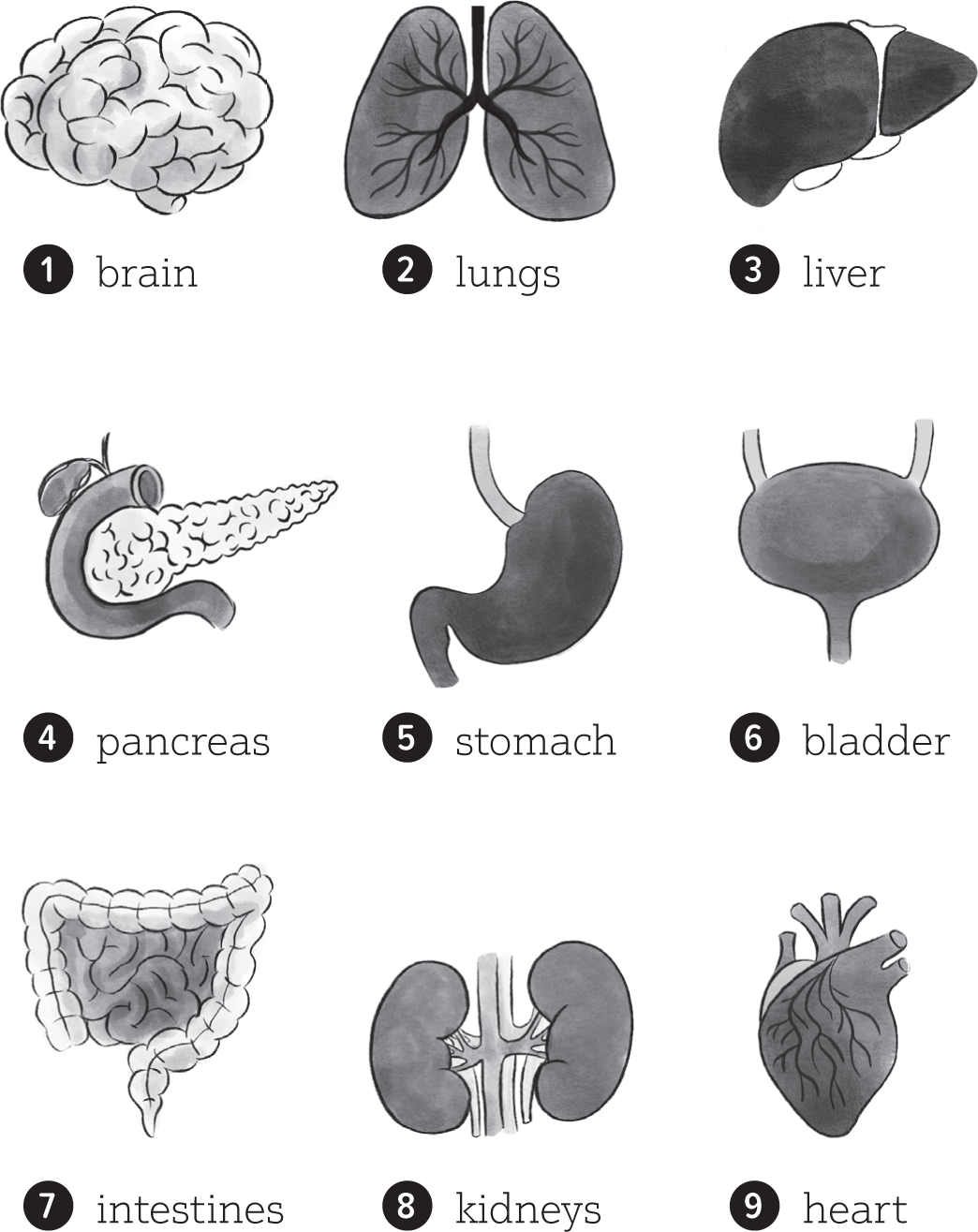 1 brain 2 lungs 3 liver 4 pancreas 5 stomach 6 bladder 7 intestines 8 - photo 6