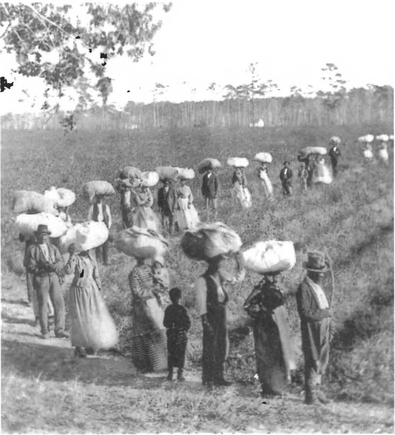 Returning from the Cotton Fields in South Carolina used by permission of the - photo 3