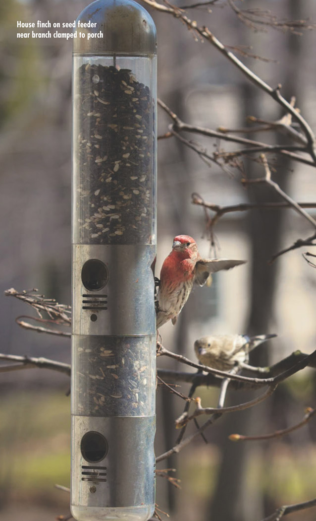 1 Bird Lovers Garden Essentials Before you begin choosing feeders buying bags - photo 4