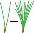 Trees of Minnesota Field Guide - image 3