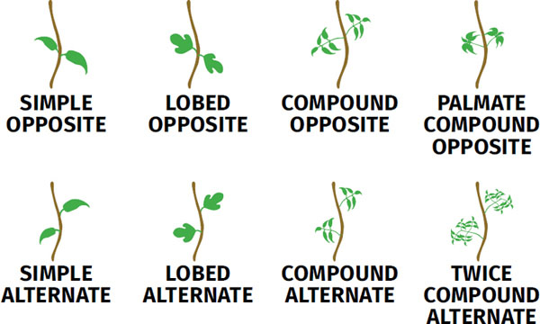 For deciduous trees once you have determined the appropriate leaf type give - photo 16